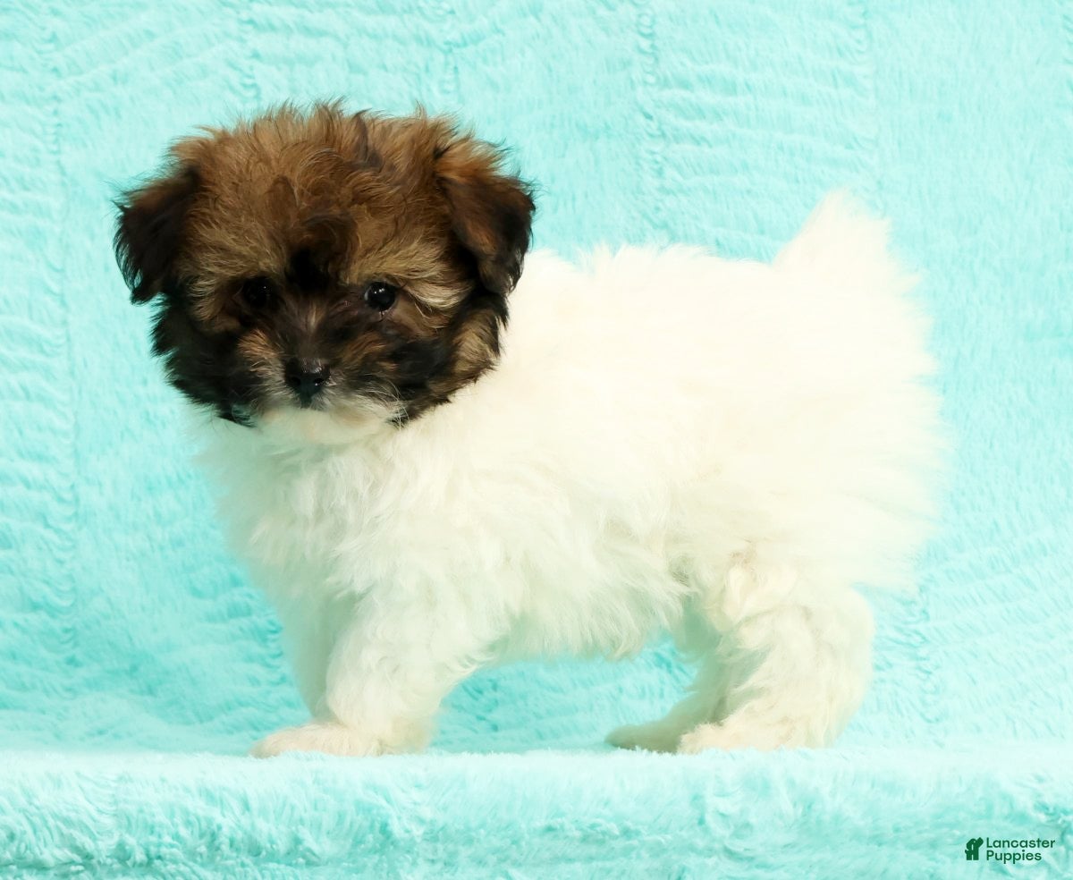 Pomapoo dogs Gibson - Ad 1