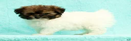 Pomapoo dogs for sale: Gibson - Ad 1