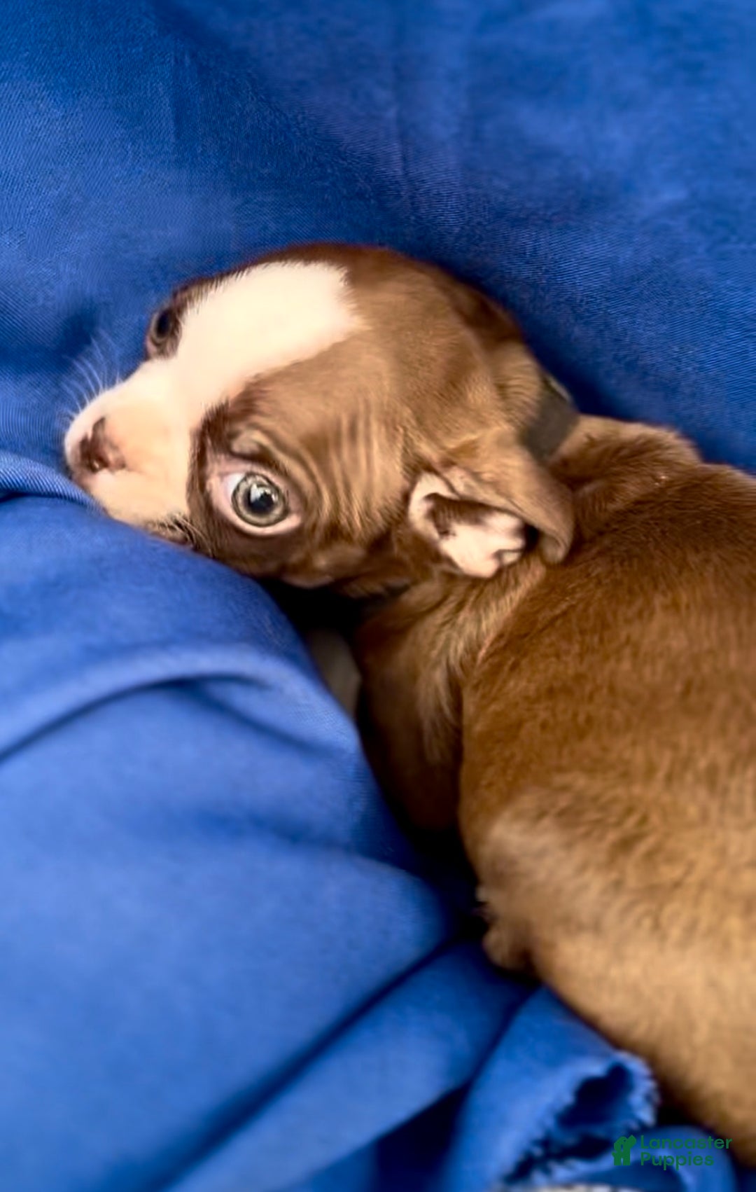 Boston Terrier dogs for sale: Briggs - Ad 1