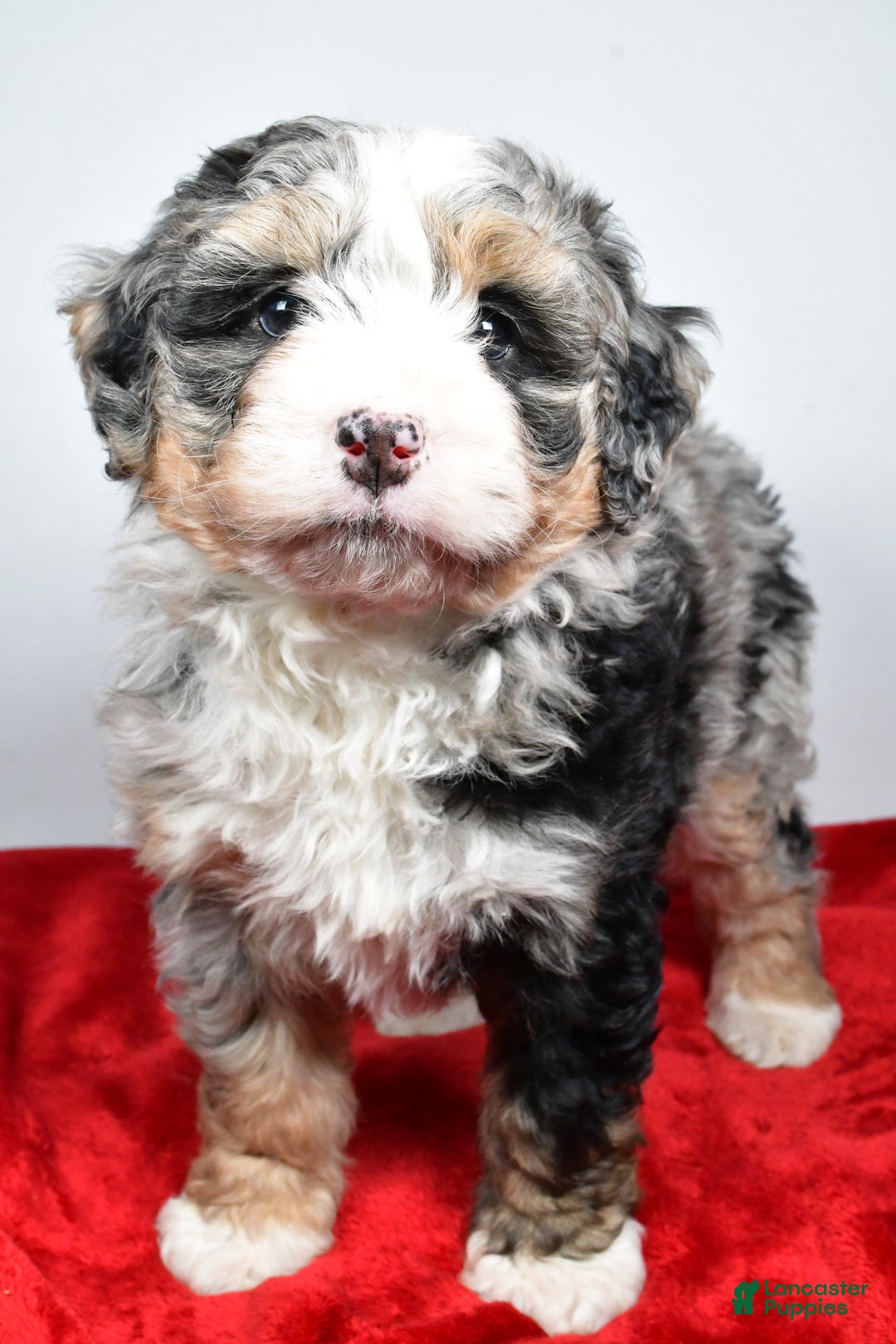 Mini Bernedoodle dogs for sale: Lucy - Ad 1