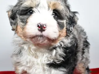 Mini Bernedoodle dogs Lucy - Ad 3