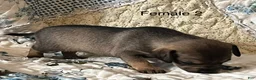 Chiweenie dogs for sale: Chiweenie 6 - Ad 3