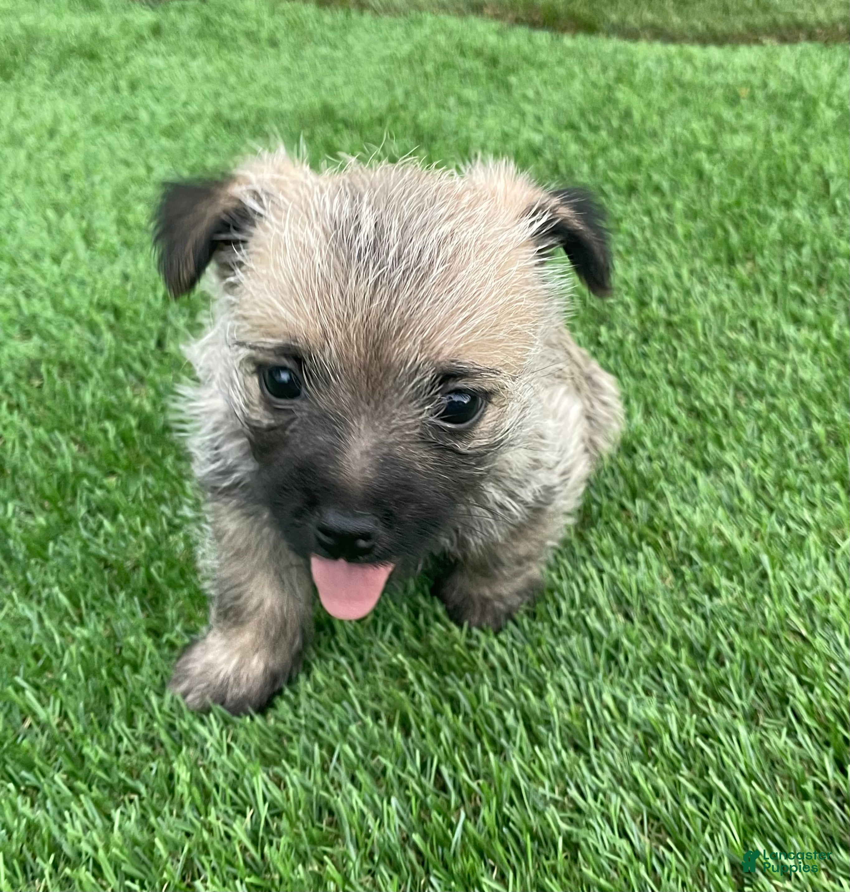 Cairn Terrier dogs Charlie - Ad 2