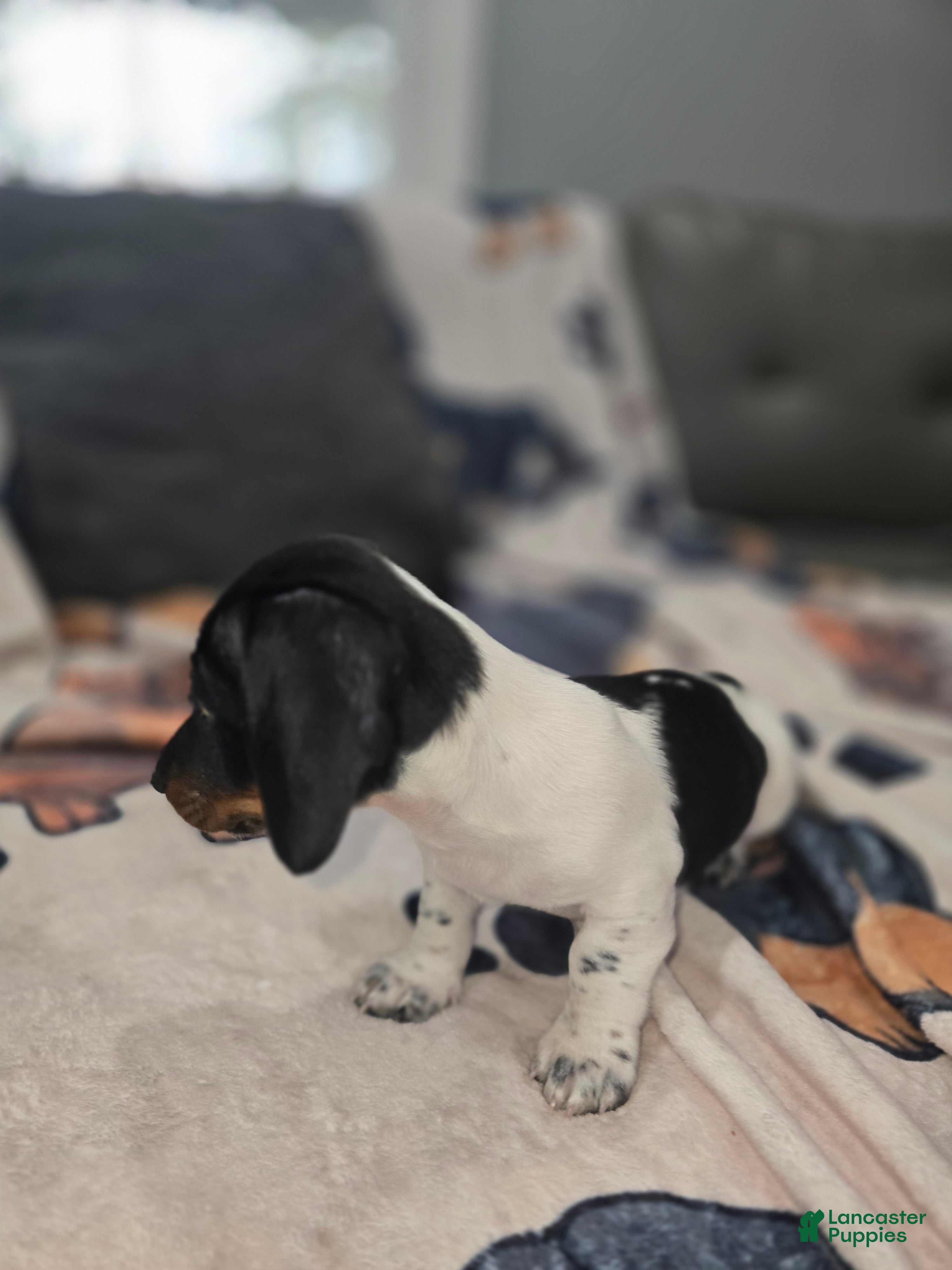 Dachshund dogs Ryatt - mini - Ad 1