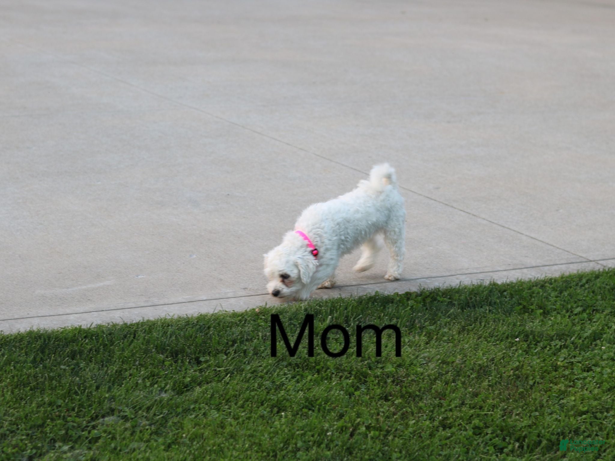 Havapoo dogs Zoey 🌷 - Ad 2