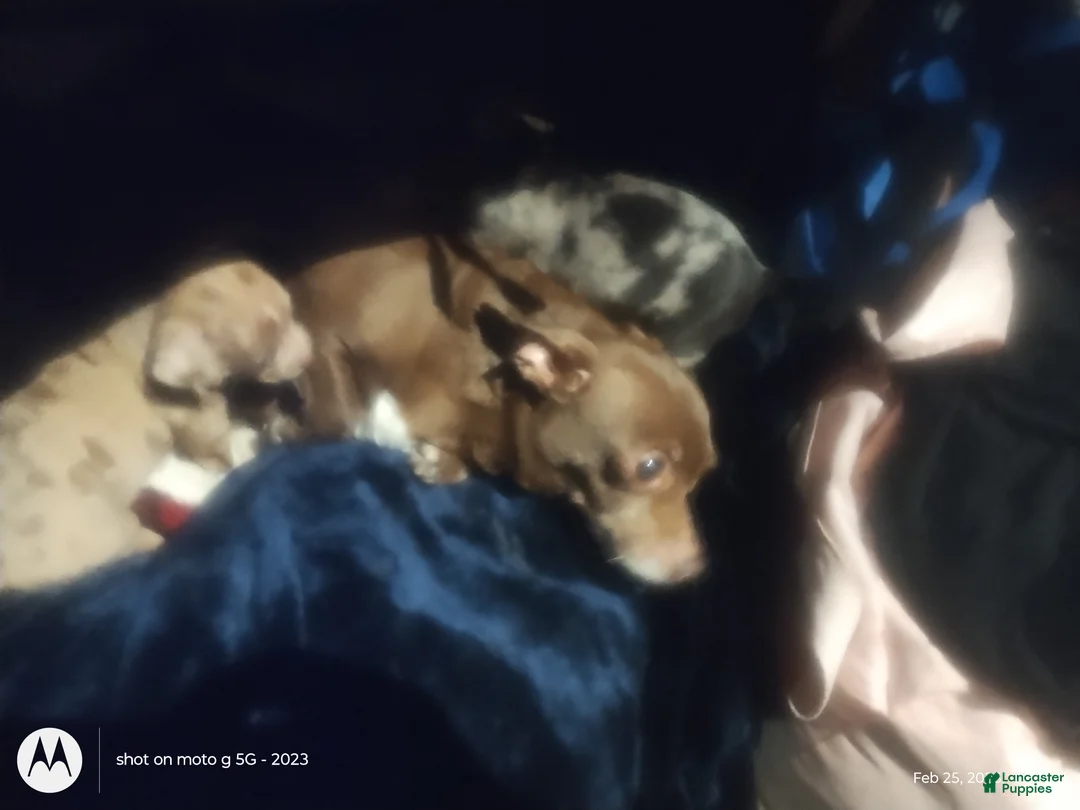 Chiweenie dogs for sale: Chiweenie Puppy 2 - Ad 7