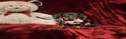 Miniature Dachshund dogs for sale: STELLA - Ad 6