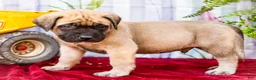 English Mastiff dogs for sale: Miles - Ad 7