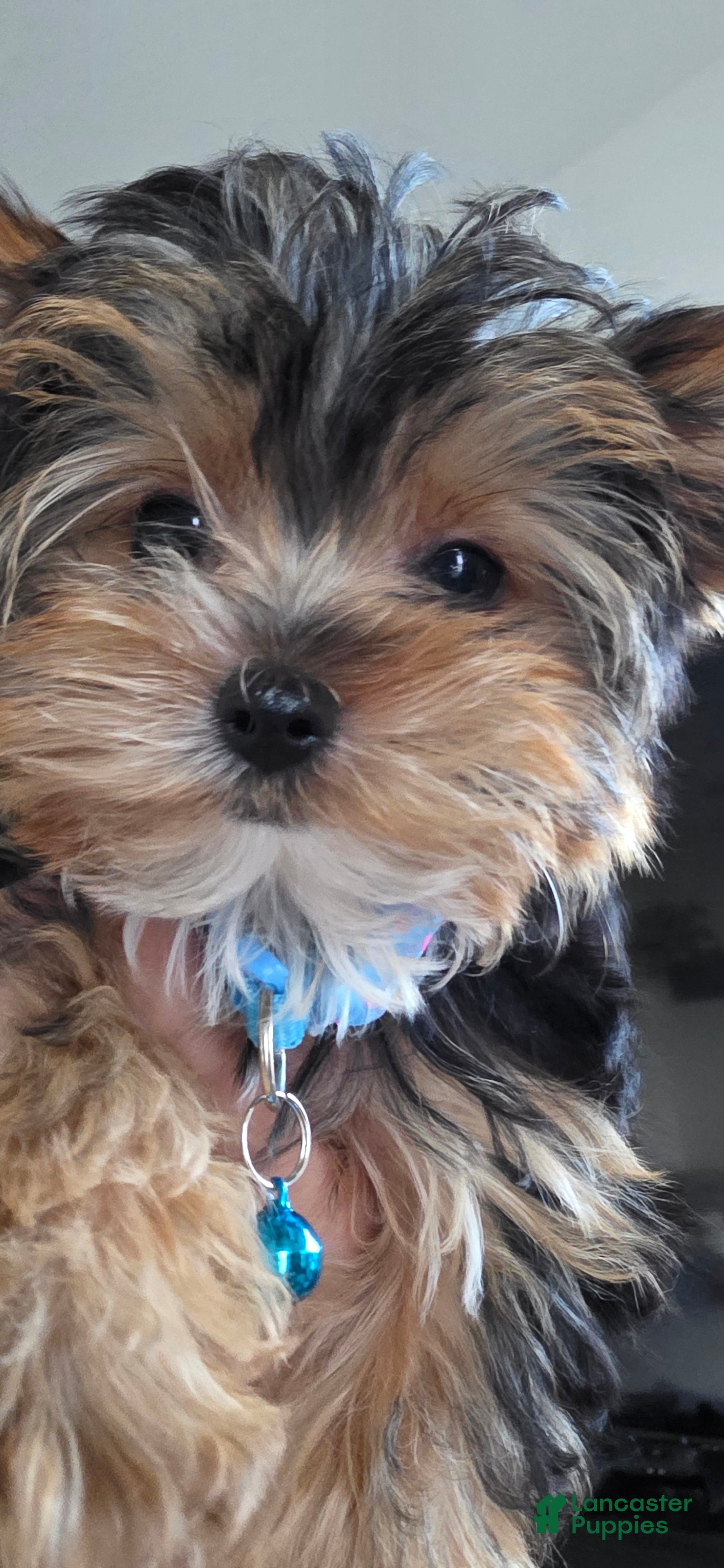 Yorkshire Terrier dogs Minnie - Ad 2