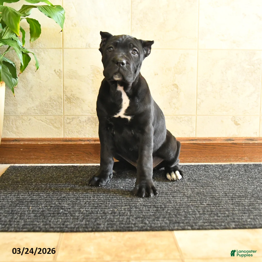 Cane Corso dogs for sale: Yeager - Ad 1