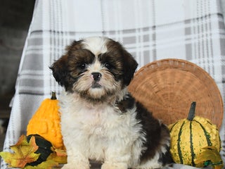 Shihpoo dogs - Ad 35