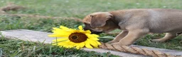 Puggle dogs for sale: Ajay - Ad 2