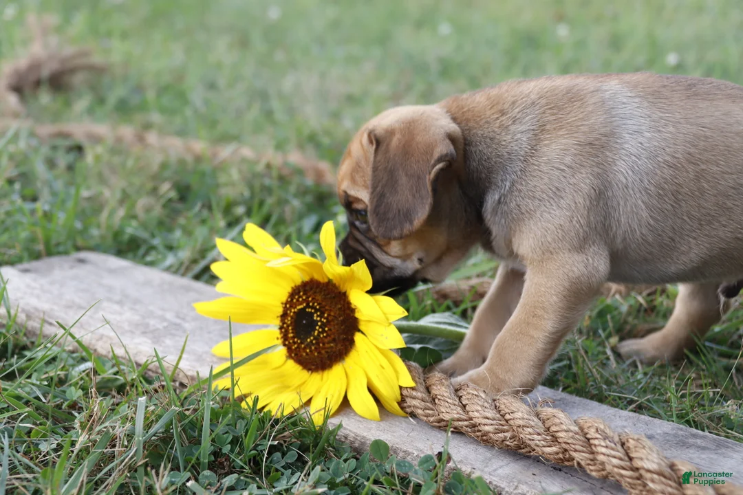 Puggle dogs for sale: Ajay - Ad 2