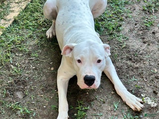 Dogo Argentino dogs - Ad 8