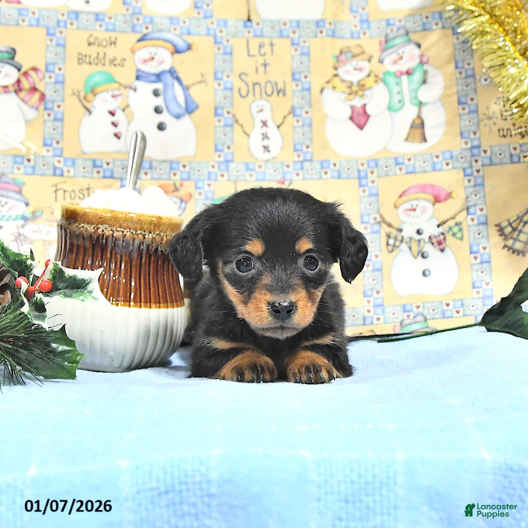 Miniature Dachshund dogs for sale: Miss Priss EXTRA SMALL - Ad 10