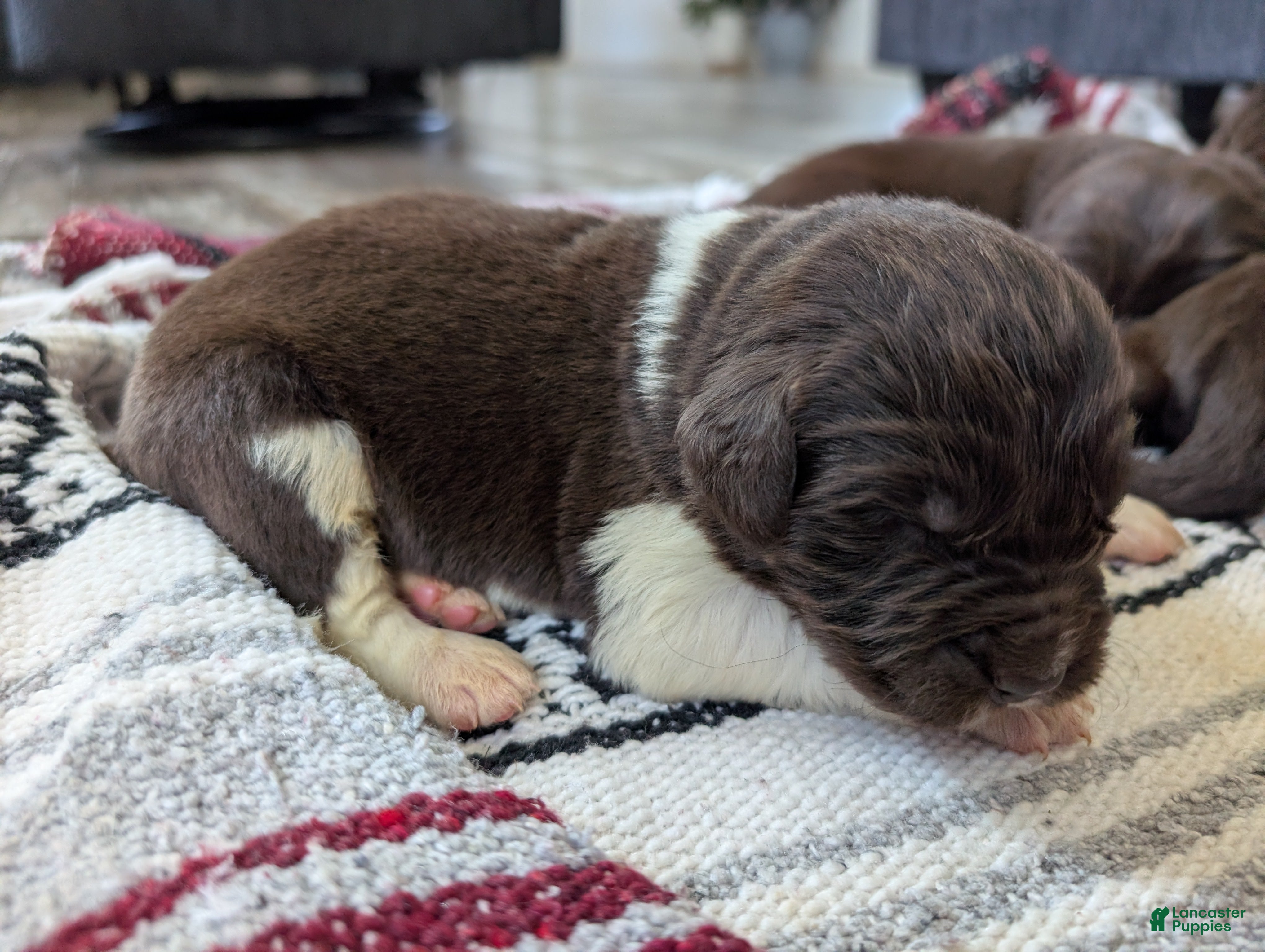 Newfoundland dogs Harley  - Ad 19