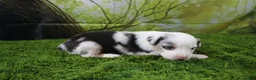 Miniature Australian Shepherd dogs for sale: Freedom - Ad 7