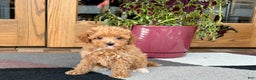 Maltipoo dogs for sale: Maltipoo Puppy 1 female  - Ad 5