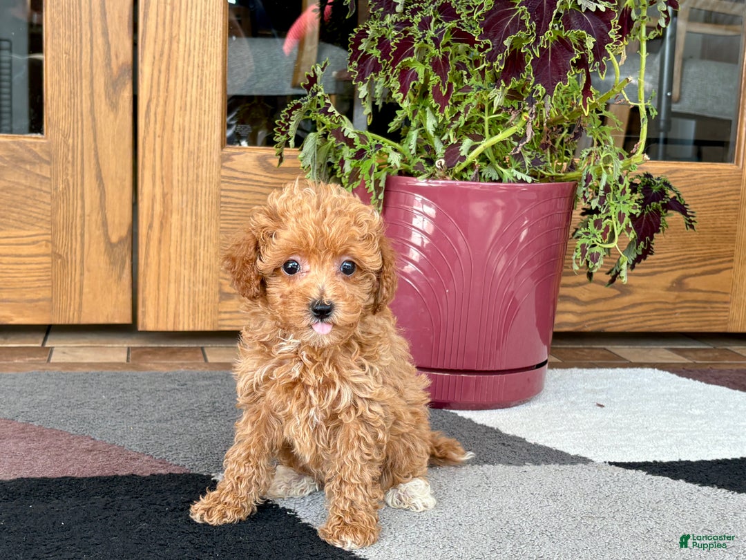 Maltipoo dogs for sale: Maltipoo Puppy 1 female  - Ad 5