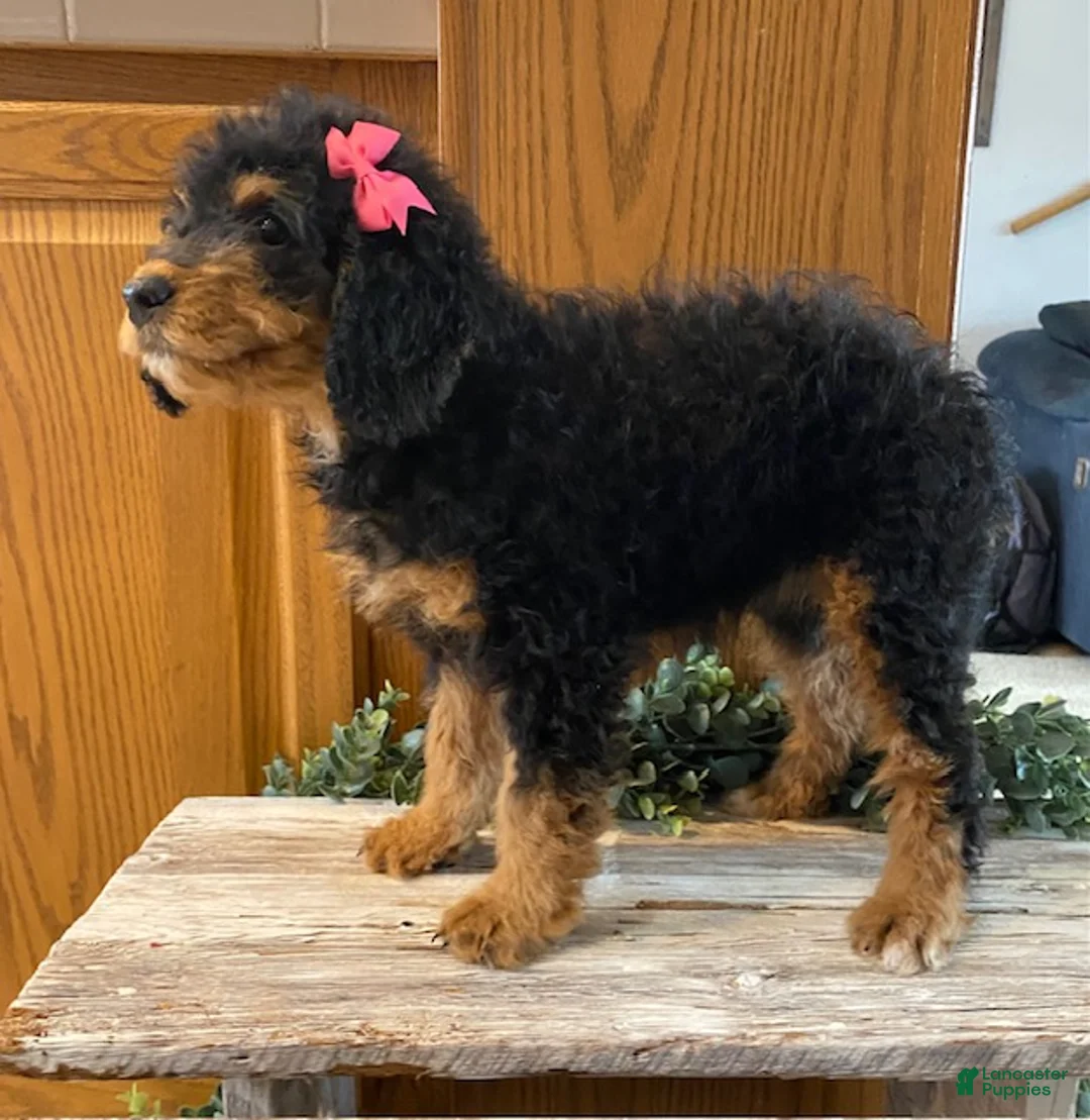 Mini Bernedoodle dogs for sale: Jazzy - Ad 1