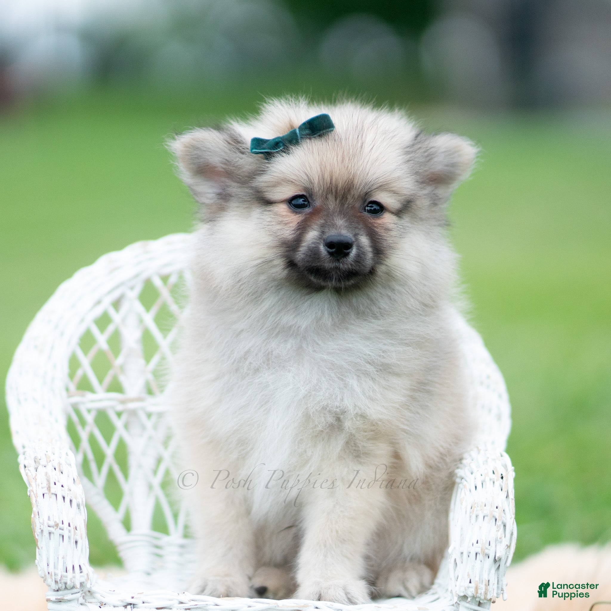 Pomeranian dogs Knight - Ad 17