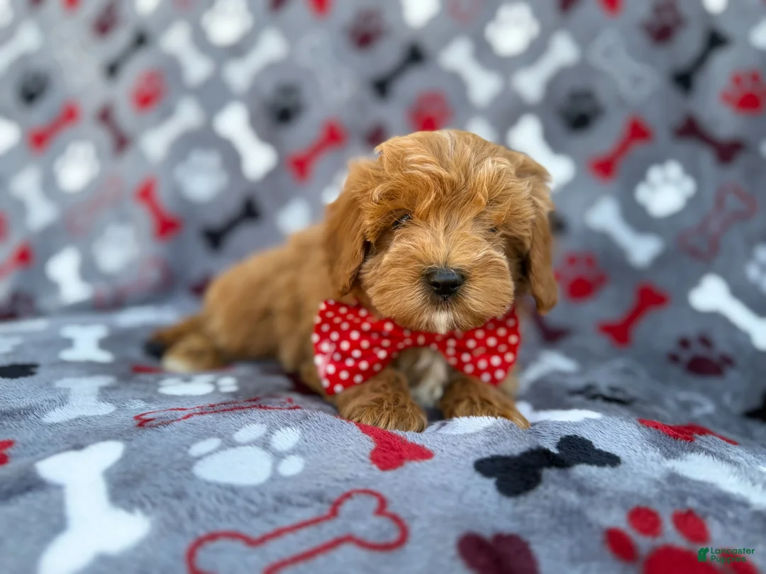 Cavapoo dogs for sale: Alex - Ad 9