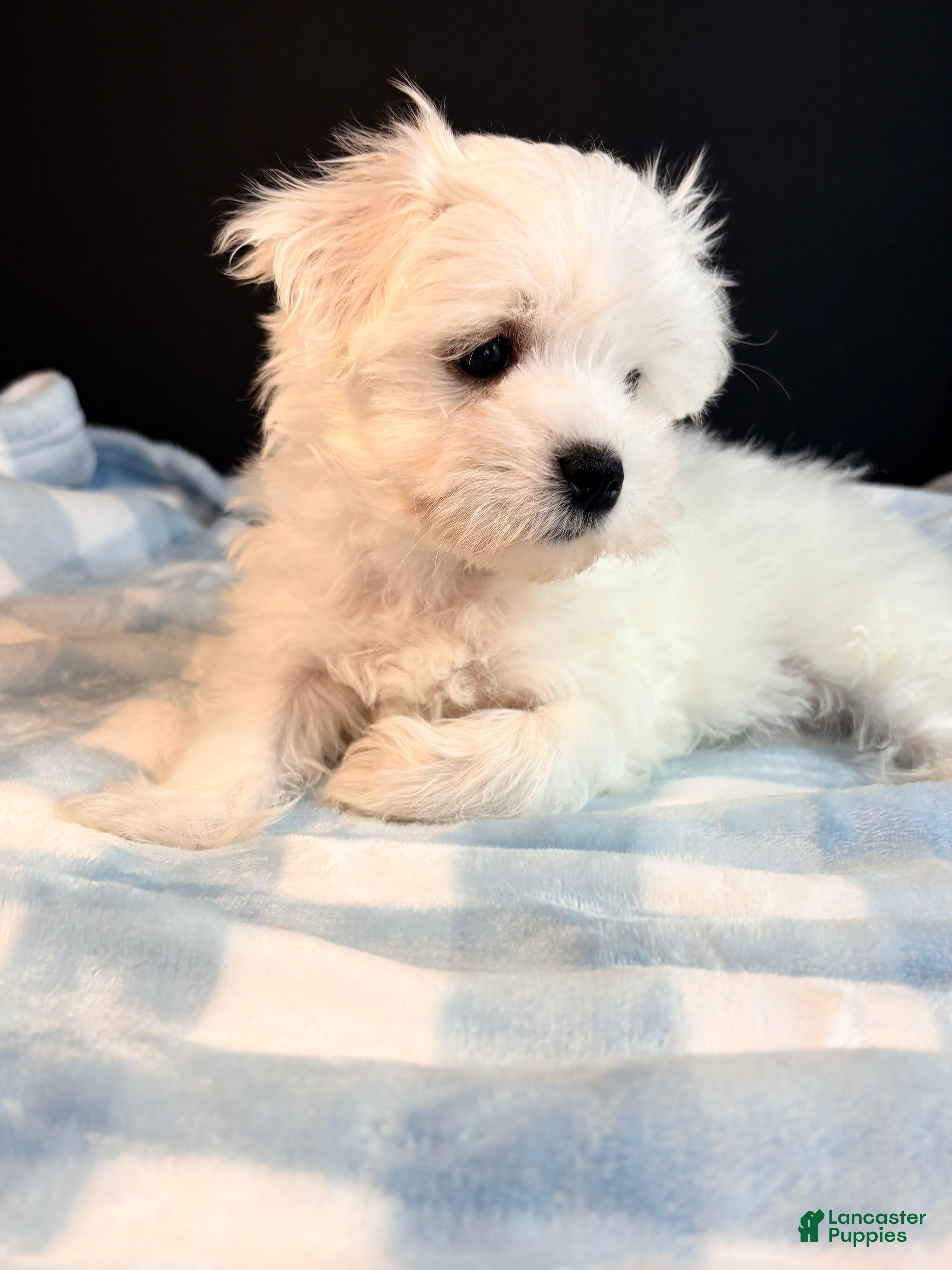 Maltese dogs Maltese 1 - Ad 2