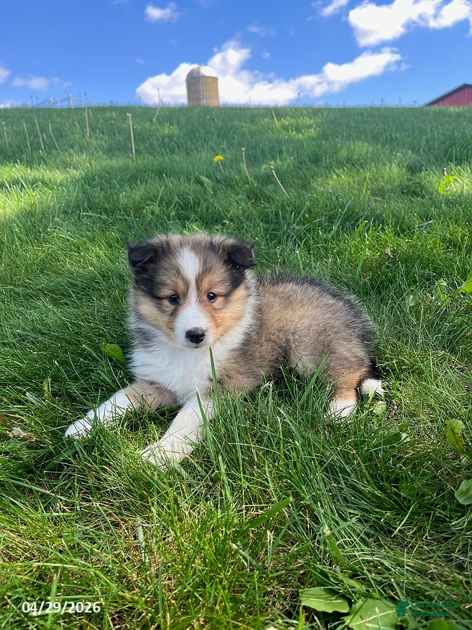 Shetland Sheepdog dogs Blake - Ad 1