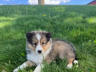 Shetland Sheepdog dogs for sale: Blake - Ad 3