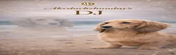 Miniature Dachshund dogs for sale: Uk Cream Dapple - Ad 5