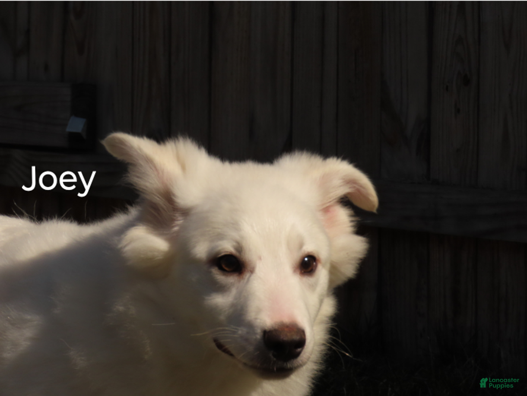 Mixed Breed dogs for sale: Joey  - Ad 1