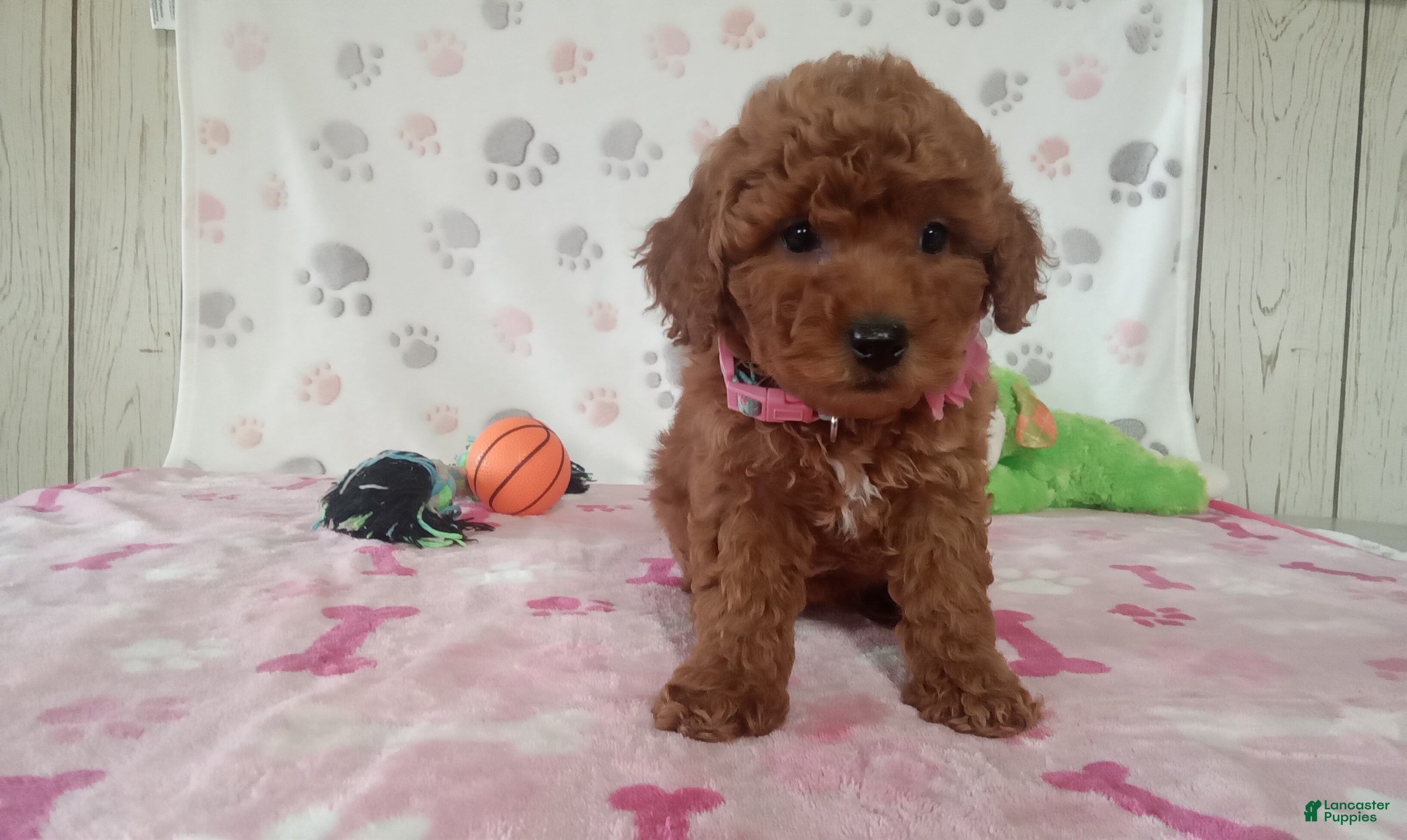 Toy Poodle dogs Alexis  - Ad 1
