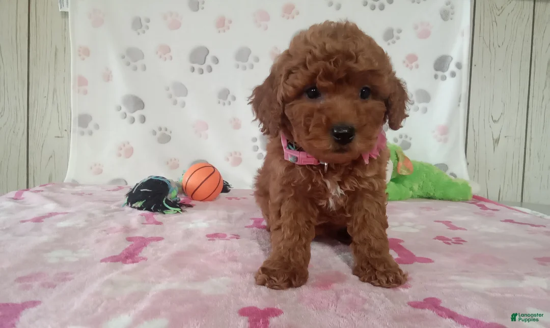 Toy Poodle dogs for sale: Alexis  - Ad 1