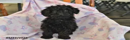 Miniature Poodle dogs for sale: Ace - Ad 2