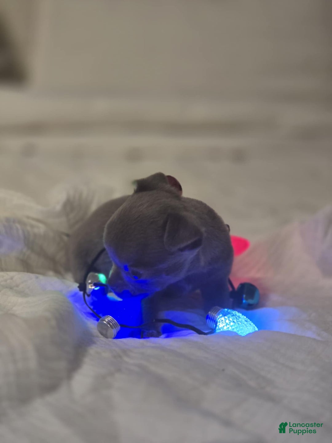 Chihuahua dogs for sale: Pinky - Ad 3