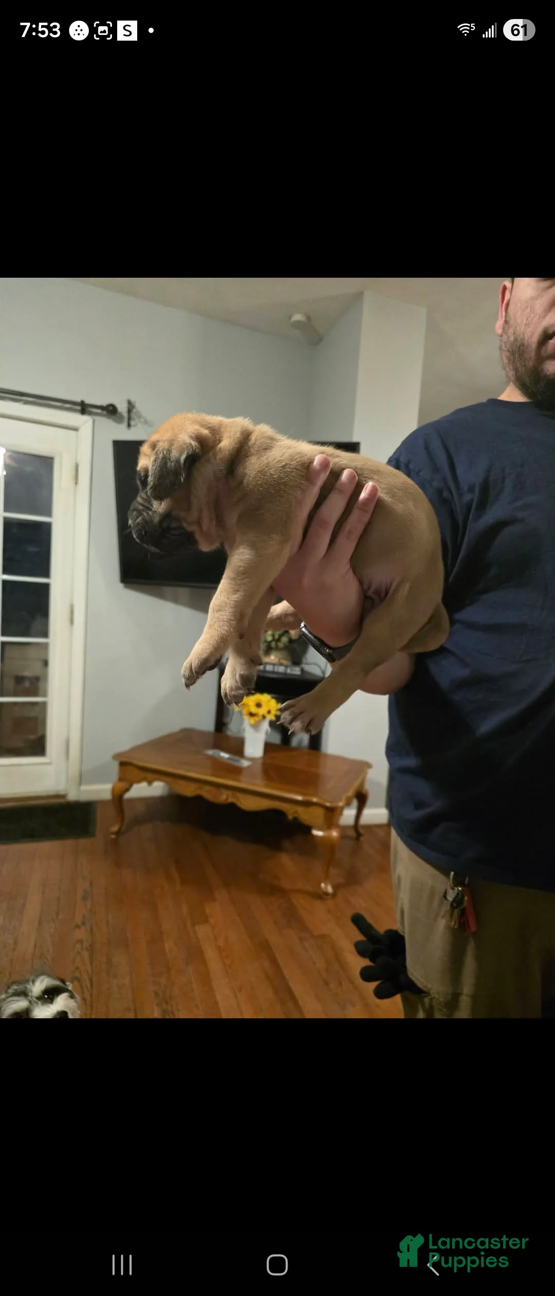 English Mastiff dogs for sale: English Mastiff Puppy 4 - Ad 3
