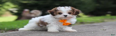 Benji
