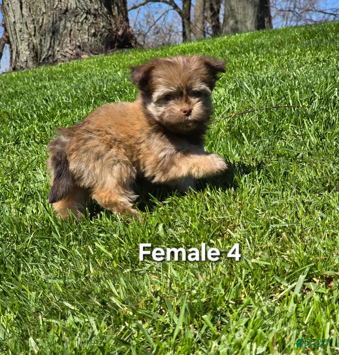 Havanese dogs for sale: Havanese Puppy 4 - Ad 1