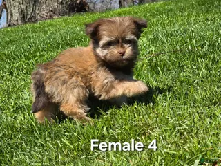 Havanese dogs Havanese Puppy 4 - Ad 26
