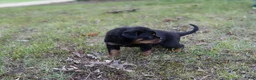 Rottweiler dogs for sale: Rottweiler 4 - Ad 4