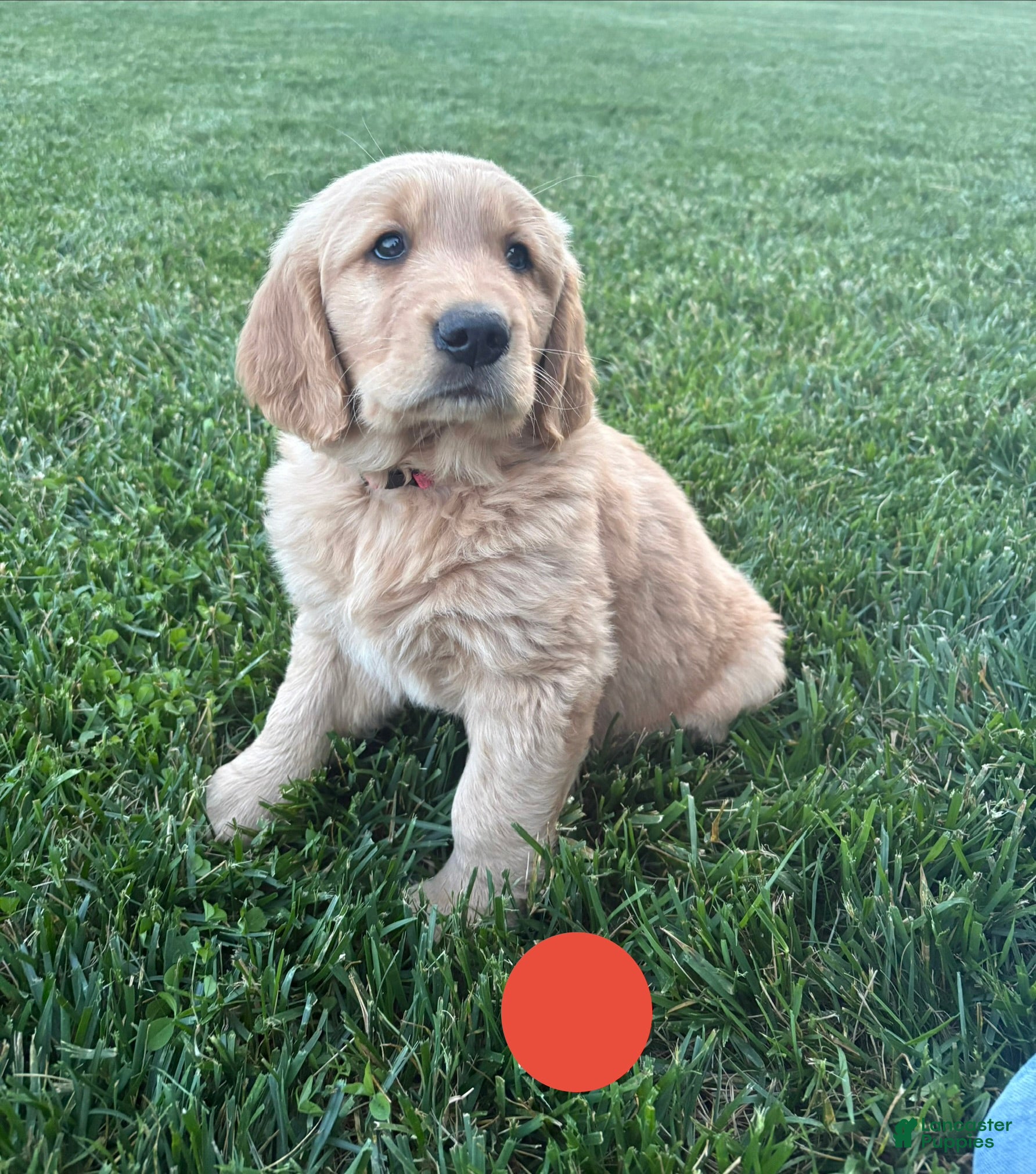 Golden Retriever dogs for sale: Scooter - Ad 1