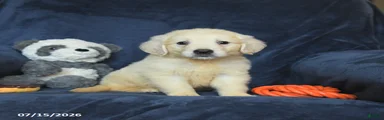 Tucker