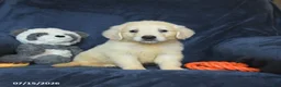 Golden Retriever dogs for sale: Tucker - Ad 1