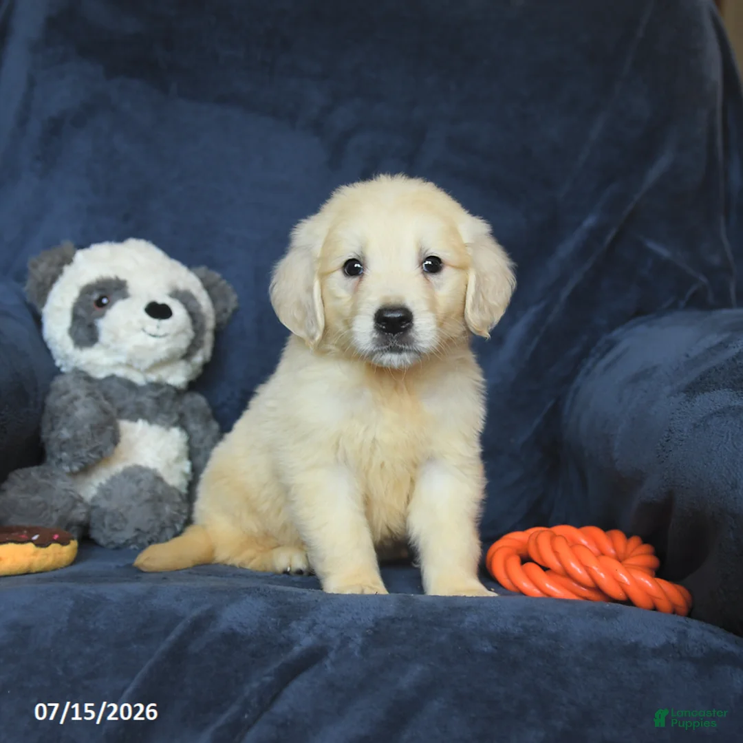 Golden Retriever dogs for sale: Tucker - Ad 1