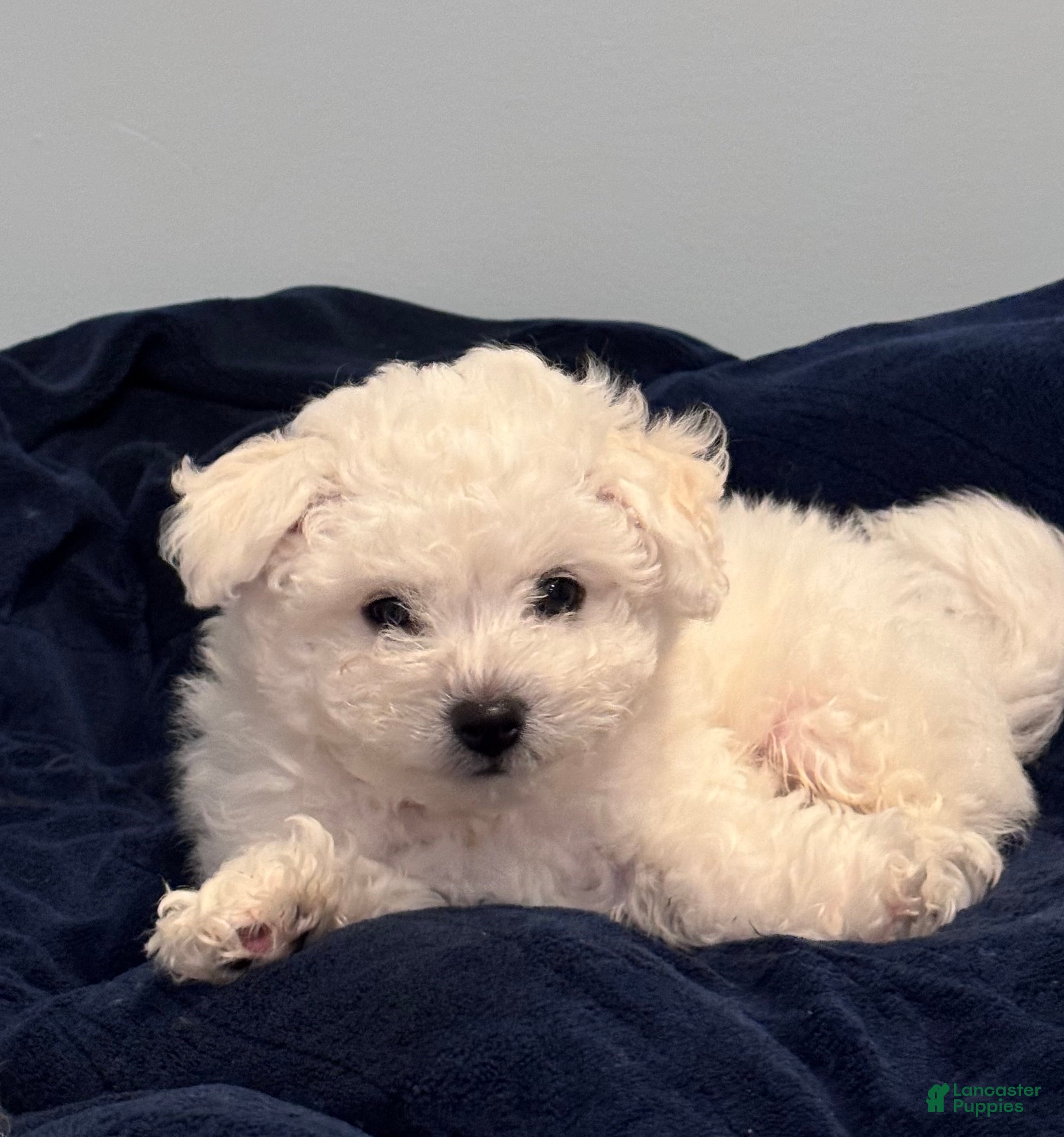 Bichon Frise dogs Bichon Frise Puppy 1 - Ad 3