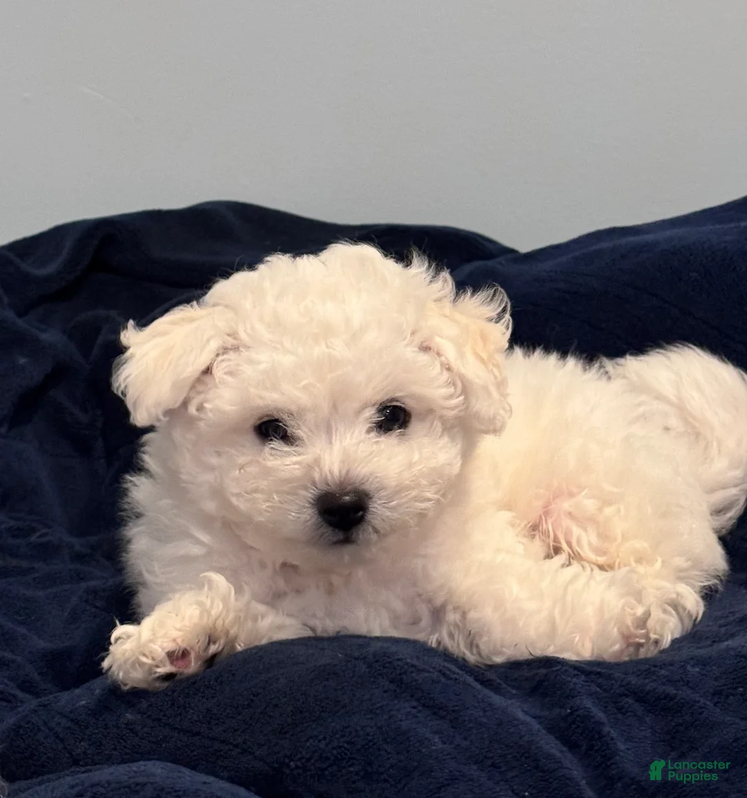 Bichon Frise dogs for sale: Bichon Frise Puppy 1 - Ad 1