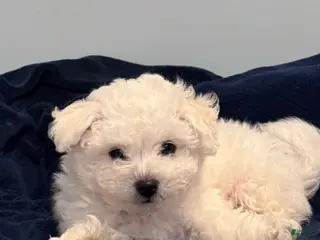 Bichon Frise dogs Bichon Frise Puppy 1 - Ad 3