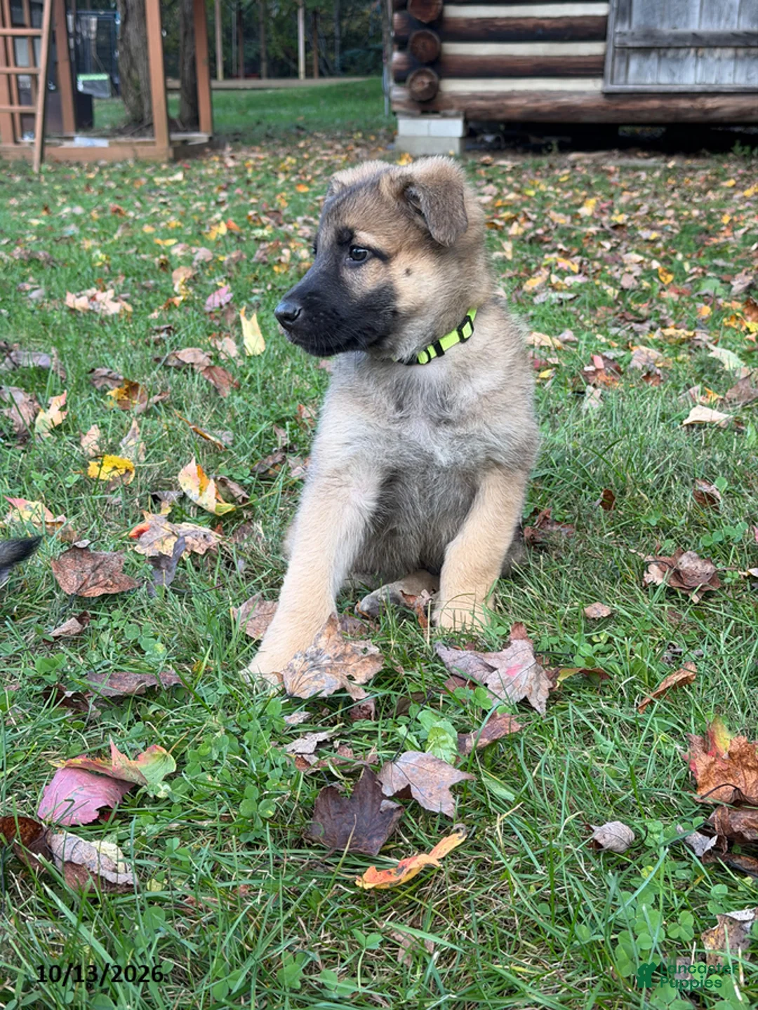 German Shepherd dogs for sale: Georgie - Ad 1
