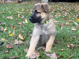 German Shepherd dogs Georgie - Ad 38