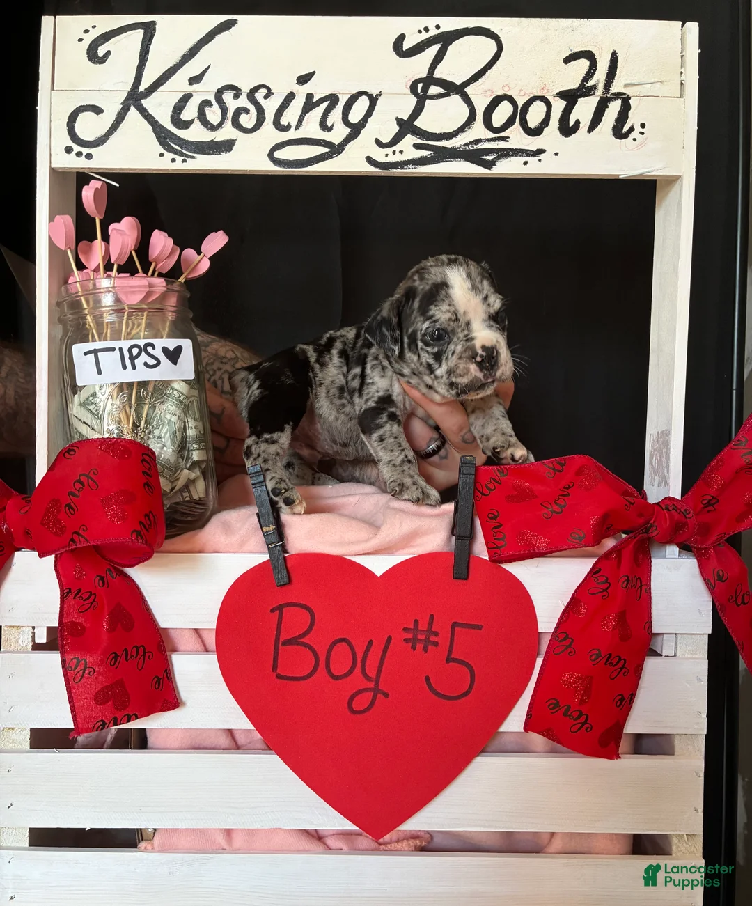 Olde English Bulldogge dogs for sale: Olde English Bulldogge Puppy 5 - Ad 3